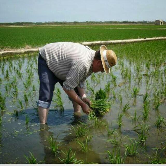 Servicio de plantación